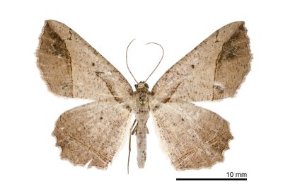 臺灣小弭尺蛾 Menophra taiwana 雌蟲