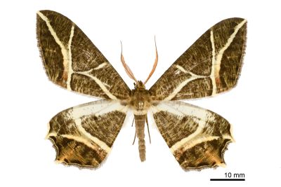 樹形尺蛾 Mesastrape fulguraria fulguraria 雄蟲