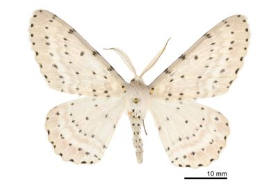 串點後星尺蛾 Metabraxas rubrotincta 雄蟲