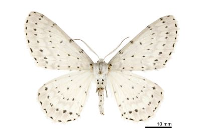 串點後星尺蛾 Metabraxas rubrotincta 雌蟲