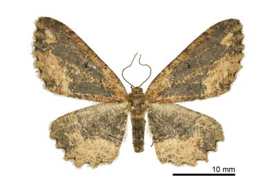 界內烏尺蛾 Microcalicha fumosaria fulvifusa 雌蟲