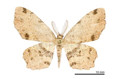 金褐烏尺蛾 Microcalicha melanosticta 雄蟲