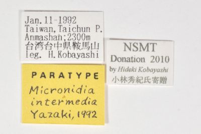 尾四斑白尺蛾 Micronidia intermedia