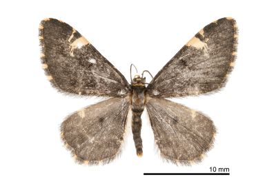 黑刮紋尺蛾 Monocerotesa coalescens 雄蟲