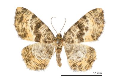 刮紋尺蛾 Monocerotesa virgata 雌蟲