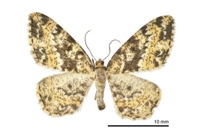 緣波刮紋尺蛾 Monocerotesa conjuncta 雌蟲