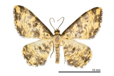 散斑刮紋尺蛾 Monocerotesa flavescens 雄蟲