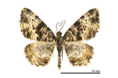 刮紋尺蛾 Monocerotesa virgata 雄蟲