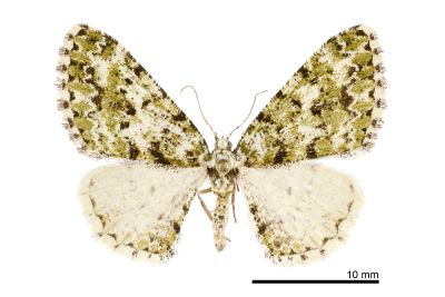 綠碎紋繁尺蛾 Myrioblephara cilicornaria 雌蟲