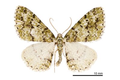 綠碎紋繁尺蛾 Myrioblephara cilicornaria 雄蟲