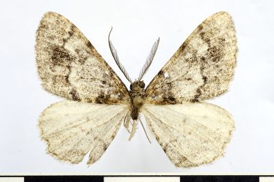 鞍馬山霜尺蛾 Alcis anmashanensis