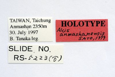 鞍馬山霜尺蛾 Alcis anmashanensis