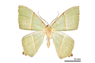 雙線新青尺蛾 Neohipparchus vallata 雄蟲
