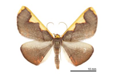 大黃齒尺蛾 Nothomiza flavicosta 雌蟲