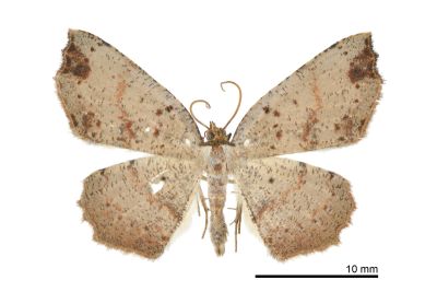 點紋小尺蛾 Ocoelophora lentiginosaria festa 雄蟲