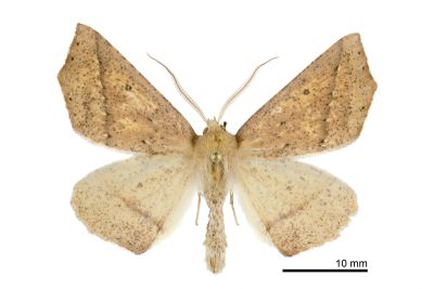 單角銀心尺蛾 Odontopera albiguttulata 雄蟲