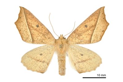 雙角銀心尺蛾 Odontopera bilinearia subarida 雌蟲