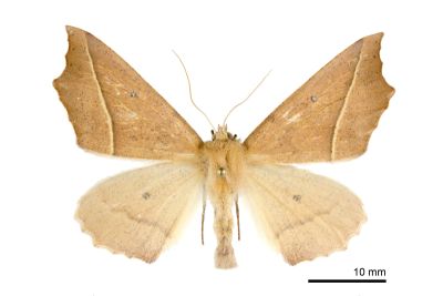 雙角銀心尺蛾 Odontopera bilinearia subarida 雌蟲