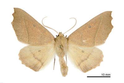 雙角銀心尺蛾 Odontopera bilinearia subarida 雄蟲