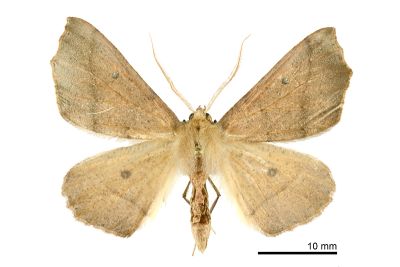 單角銀心尺蛾 Odontopera albiguttulata 雄蟲