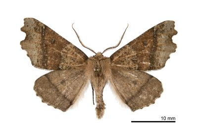 彎緣銀心尺蛾 Odontopera insulata insulata 雄蟲