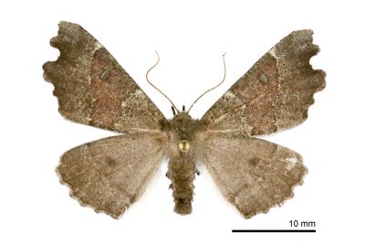 彎緣銀心尺蛾 Odontopera insulata insulata 雌蟲
