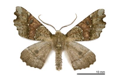 彎緣銀心尺蛾 Odontopera insulata insulata 雄蟲