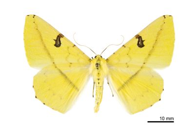 黑刺斑黃尺蛾 Opisthograptis moelleri 雌蟲