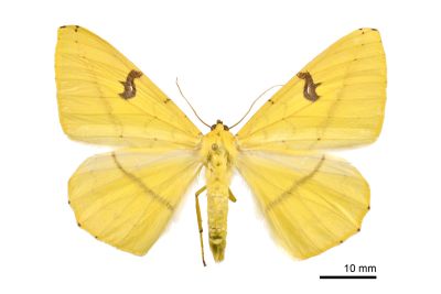 黑刺斑黃尺蛾 Opisthograptis moelleri 雌蟲