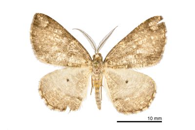 頂紋白斑褐尺蛾 Orthobrachia simpliciata 雄蟲