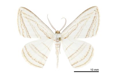 褐黃斜帶尺蛾 Orthocabera sericea sericea 雄蟲