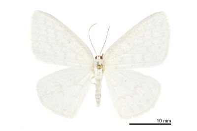 波斜帶尺蛾 Orthocabera tinagmaria 雌蟲