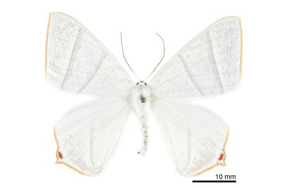 白短尾尺蛾 Ourapteryx caecata 雌蟲