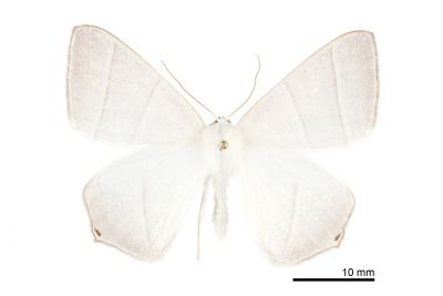 白短尾尺蛾 Ourapteryx caecata 雄蟲