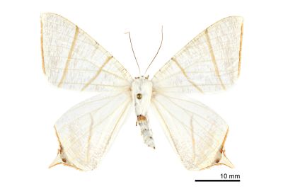 張氏尾尺蛾 Ourapteryx changi 雌蟲
