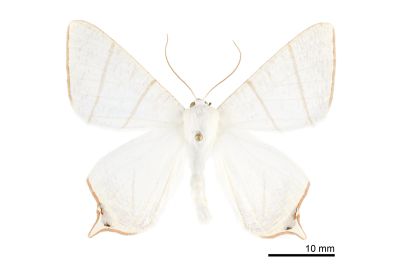 張氏尾尺蛾 Ourapteryx changi 雄蟲