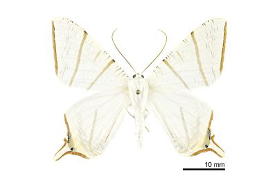 白寬尾尺蛾 Ourapteryx clara formosana 雄蟲