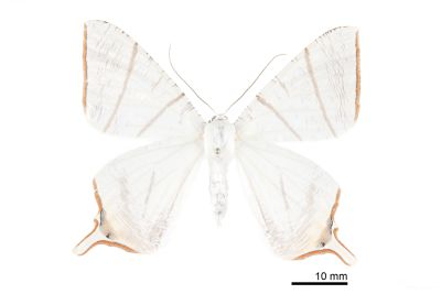 白寬尾尺蛾 Ourapteryx clara formosana 雌蟲