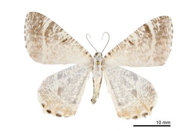 白帶褐尾尺蛾 Ourapteryx flavovirens 雌蟲