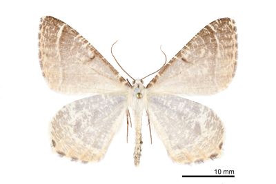 白帶褐尾尺蛾 Ourapteryx flavovirens 雄蟲