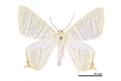 淡黃雙紅尾尺蛾 Ourapteryx monticola 雄蟲