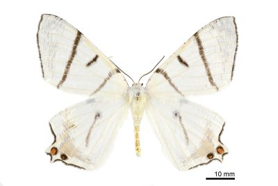 黑帶尾尺蛾 Ourapteryx nigrociliaris magnifica 雌蟲
