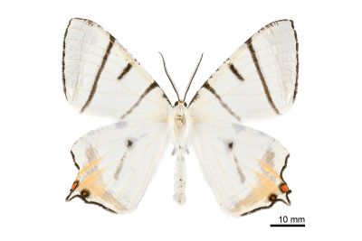 黑帶尾尺蛾 Ourapteryx nigrociliaris magnifica 雄蟲