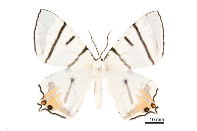 黑帶尾尺蛾 Ourapteryx nigrociliaris magnifica 雄蟲