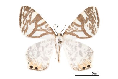 枝紋尾尺蛾 Ourapteryx ramosa 雄蟲