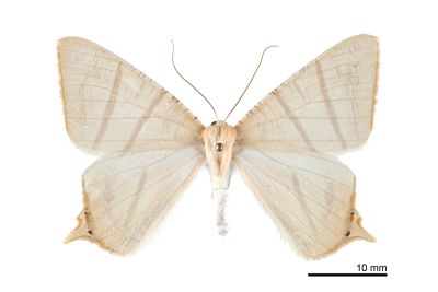 黃尾尺蛾 Ourapteryx sciticaudaria 雌蟲