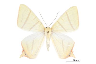 黃尾尺蛾 Ourapteryx sciticaudaria 雄蟲