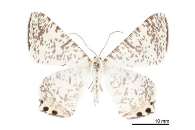 芝麻尾尺蛾 Ourapteryx venusta 雌蟲