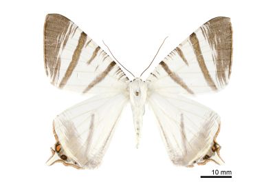 臺灣黑緣尾尺蛾 Ourapteryx taiwana 雄蟲