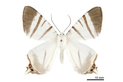臺灣黑緣尾尺蛾 Ourapteryx taiwana 雄蟲